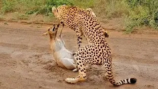 Buck Cries for Help from Cheetah