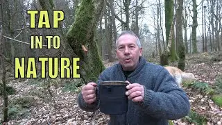 Tapping for Birch Tree Sap