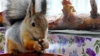 Белка на балконе. Squirrel living on my balcony. (видео 7)