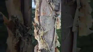 Stories from the River Birch 💗 /ˈtek(st)SHər/ 