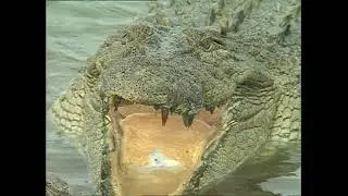 JAWS of a Crocodile