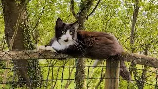 Norwegian Forest Cat: Odin in Wild as the Wind