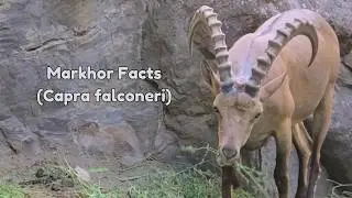 Markhor Facts: Capra falconeri is referred to as a “screw-horn” or screw-horned goat