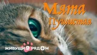 Мята пушистая | Живущие рядом