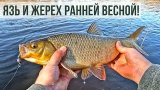 БЕЛЫЙ ХИЩНИК В ВЕСЕННЕЙ РЕКЕ - ТОП РЫБАЛКА НА СПИННИНГ!