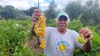 Сбор УРОЖАЯ ВИНОГРАДА Крит 2022 Crete Grape Harvest