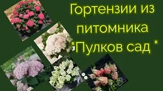 Гортензии для нового сезона. Распаковка саженцев из питомника 