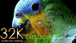 EXCLUSIVE BEAUTIFUL BIRDS COLLECTION - 32K ULTRA HD - with Relaxing Music Snowfall Butterflies