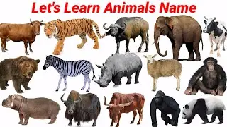 How to Read Animals Name in English | Animals Video Cow, Cat, Zebra, Fox, Dog | Cow Video moo | 