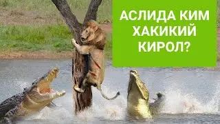 Дахшатли видеолар Тимсохлар Хакикий Улим Машиналари 