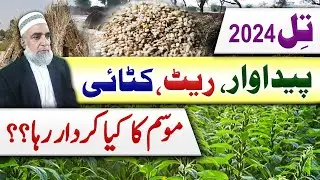 Rate, Production, Harvesting and weather effects on Sesame  crop 2024 || Crop Reformer