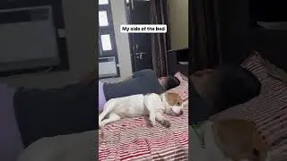 Things my dog stole from me #dog #beagle #funny #doglover #dogvlogger #funnydogvideos