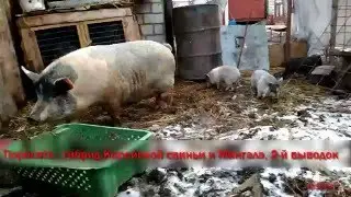 Поросята гибрид Корейской свиньи и Мангал. Второй выводок. Декабрь. Поросятам 1 месяц.