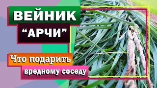 Вейник Арчи. Вся правда😱