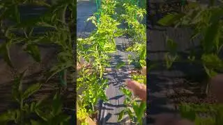 40 Tomato Plants Growing on a String Trellis   ! #diy #tomato #viral