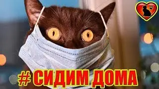 Может ли Кошка Заразить Коронавирусом Человека?! Причины, симптомы, лечение коронавируса у Кошек!