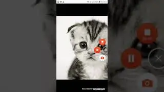 Самые милые плачующие котятки