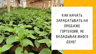 КАК ВЫРАЩИВАТЬ ГОРТЕНЗИИ НА ПРОДАЖУ С МИНИМАЛЬНЫМИ ЗАТРАТАМИ! ПРАКТИЧЕСКИЕ СОВЕТЫ!