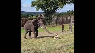 African Elephant enjoys ice blocks at West Midlands Safari Park