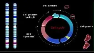 Role of cancer genes