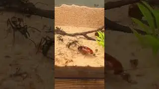 Huge Ants Hunt Down A Roach 🪳