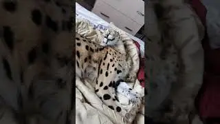 Serval in the astral