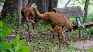 Encountering Sandhill Cranes and Their Baby