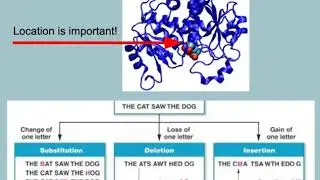 APBIO7 Mutations Tutorial