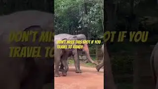 Elephant world