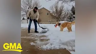 Dog determined to get dad to play with him rather than shovel snow