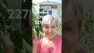 Каталог томатов