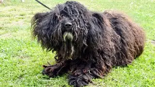 One Year Old and Already Neglected (Grooming Hungarian Puli Dog)