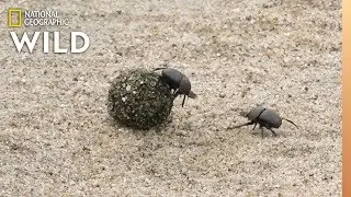 Dung Beetles Battle for a Ball of Poop | Nat Geo Wild