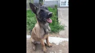 Что случилось с моей собакой, куда пропал малинуа по кличке Ровер ??? Что за полоса неудач ???