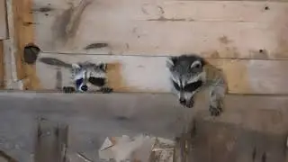 Young Raccoons in the Barn