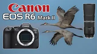 Canon R6 Mark II Sandhill Crane Photography 800mm