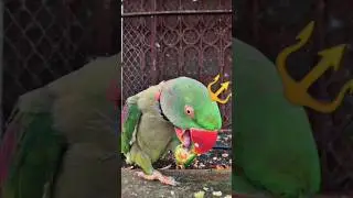 CUTE 🥰🥺FUNNY 😂🤣 TALKING PARROT Cute 🥰🐣🐈🐥#ytshorts #shorts #youtubeshorts #parrot #mittoo #india