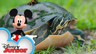 Wetlands 🐢 | Disney Animals | Mickey Mouse Funhouse | @disneyjunior