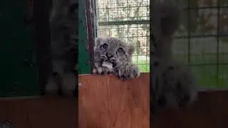 Snow leopard cub cuteness! Look at those eyes!😍 #snowleopard #cubs #snowleopardcubs #bigcats #animal