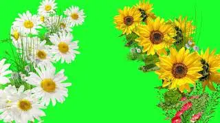 sunflowers flowers green screen videos effects free FULL HD 60 FRAME | green screen video |