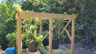 Mobile Trellis - Dragon Fruit Winter Preparation