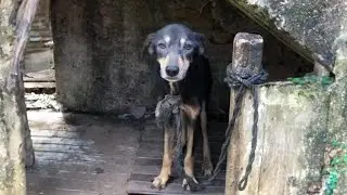 Chained for 7 years with a short rope, he cried when he was bathed for the first time