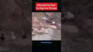 Attacked by Deer During Livestream 