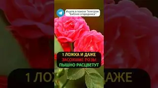 1 Ложка Под ЛЮБОЙ ЦВЕТОК и Они Сразу Пышно Зацветут! #цветы #розы #сад #огород #цветыдлясада #урожай