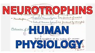 Neurotrophins, Nerve, Human physiology Lectures