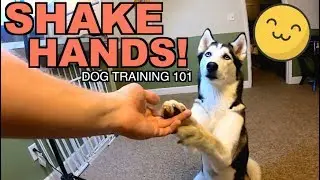 Teach Your Husky To Shake Hands! (EASY STEPS)