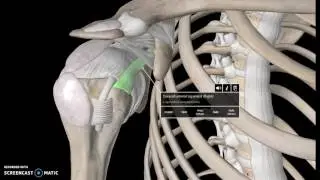 Shoulder joint Anatomy Tutorial (Ligaments)