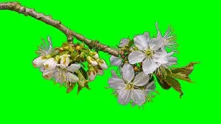 🌺 BLOOMING ORCHIDS 🌺 MOTION BORDER💯| #greenscreen effects - chroma key animations VIDEO HD *1080*