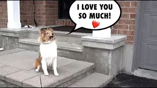 If Dogs could Talk, THIS is What They'd Say! 🐶🥰 I Love You So Much!!! Cricket Chronicles e036