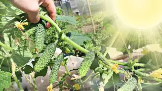 Только при таком уходе за огурцами в жару будет много зеленцев! Как ухаживать за огурцами в жару?